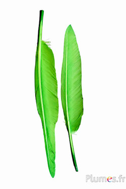 Zwaan - 28-33 cm - lime